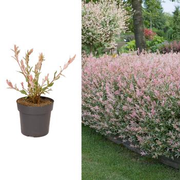 Salix integra 'Flamingo' 
