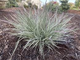 Schizachyrium scoparium 'Chameleon' 