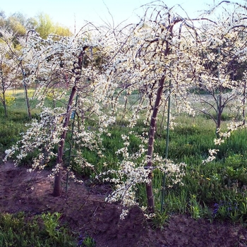 Cercis canadensis 'Vanilla Twist' PP22744
