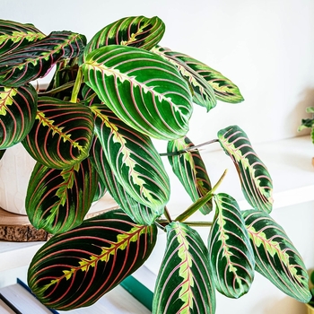 Maranta leuconeura