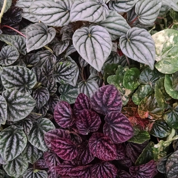 Peperomia 'Multiple Varieties' 