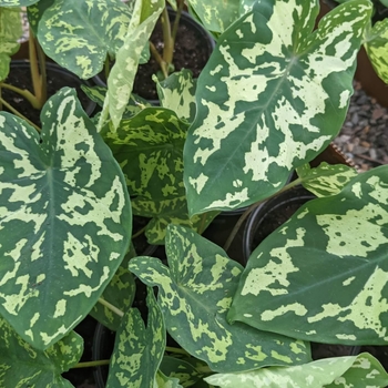 Alocasia 'Hilo Beauty' 