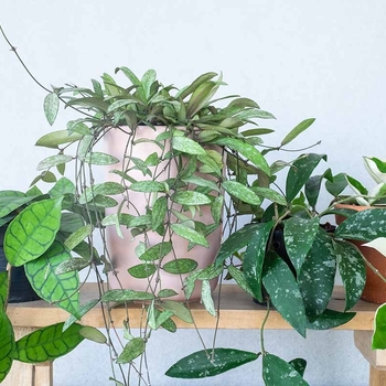 Hoya 'Multiple Varieties' 