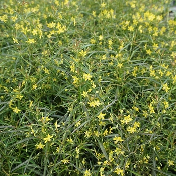 Lysimachia lanceolata var. purpurea