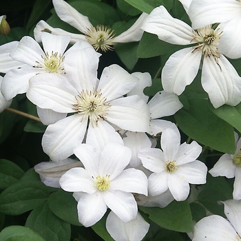 Clematis 'Huldine' 
