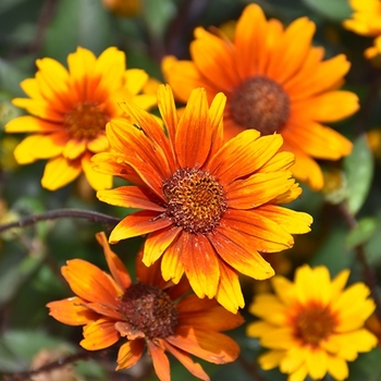 Heliopsis helianthoides 'Summer Eclipse' 