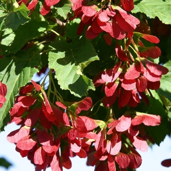 Acer tataricum 'Garann' PP15023
