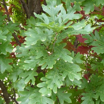 Quercus x bimundorum 'Crimschmidt' PP25328P2