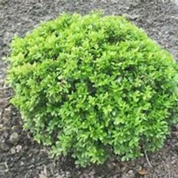 Buxus sinica var. insularis 'Wee Willie®' PP20003