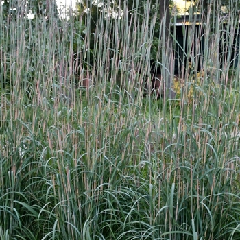 Andropogon gerardii 'Holy Smoke' 