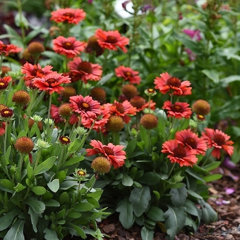 Gaillardia aristata 'Mariachi Red Sky' 