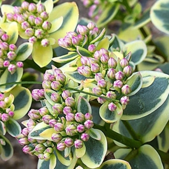 Sedum 'Lime Twister' PP26895