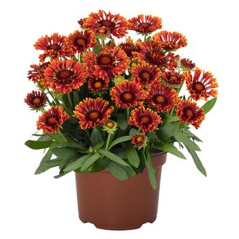 Gaillardia aristata SpinTop™ 'Mariachi Red Sky'
