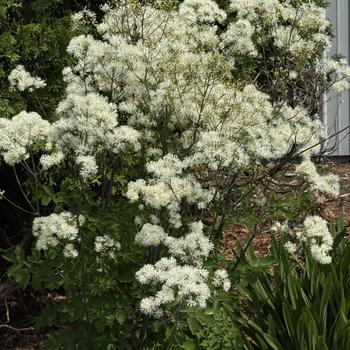 Aruncus 'Goatee' PPAF