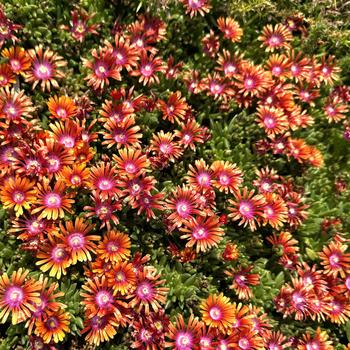 Delosperma 'Fire Spinner®' (302730)