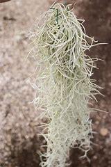 Tillandsia 