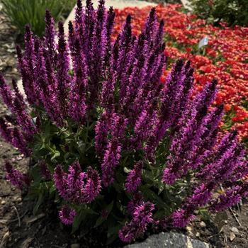 Salvia nemorosa 'Bumbleberry' (302732)