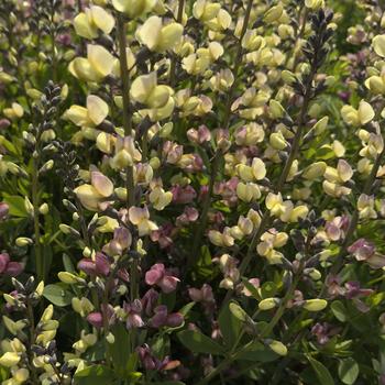 Baptisia Decadence® Deluxe 'Pink Lemonade' (302733)
