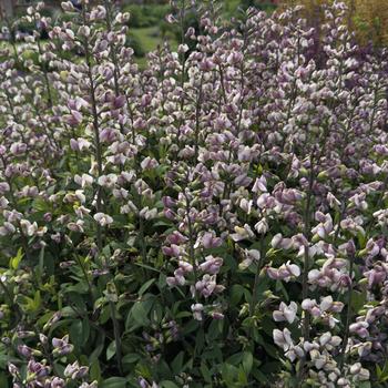 Baptisia 'Plum Rosy' 