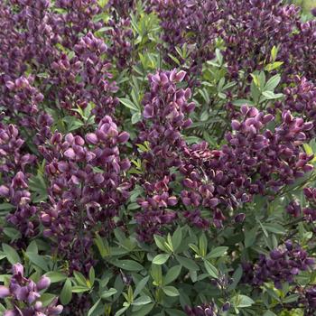 Baptisia 'Burgundy Blast' (302736)