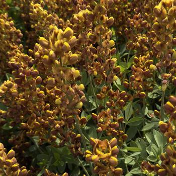 Baptisia 'Honey Roasted' (302738)