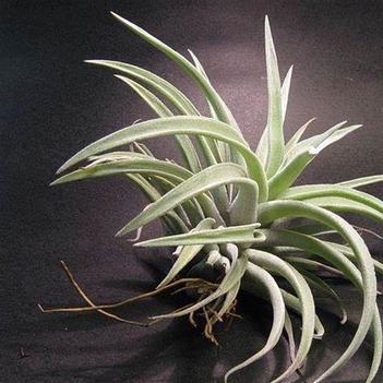 Tillandsia harrisii
