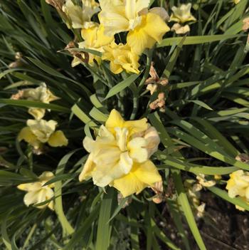 Iris sibirica 'Sunfisher' 