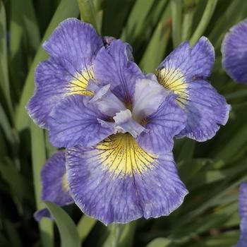 Iris sibirica 'Cape Cod Boys' (302743)