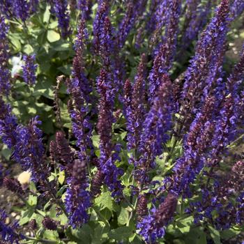 Salvia nemorosa 'Violet Profusion' (302745)