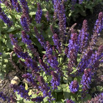 Salvia nemorosa 'Violet Profusion' (302746)