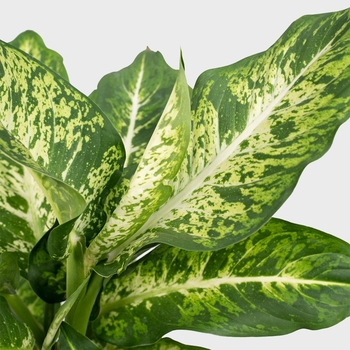 Dieffenbachia 