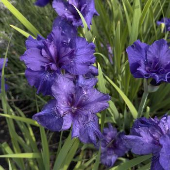 Iris sibirica 'Blueberry Brandy'