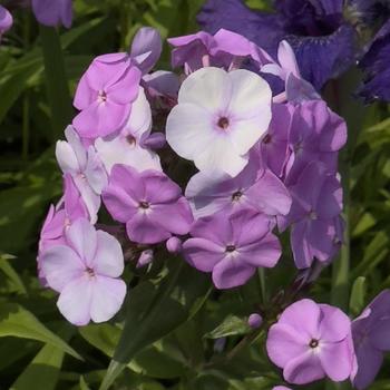 Phlox paniculata 'Fashionably Early Princess' (302760)