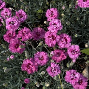 Dianthus Pretty Poppers™ 'Goody Gumdrops' (302762)