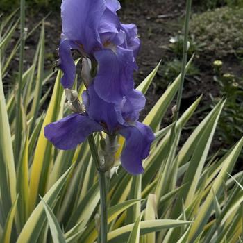 Iris pallida 'Argentea Variegata'