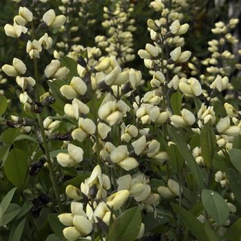 Baptisia 'Vanilla Cream' USPP 25,663