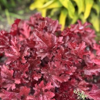 Heuchera Dolce® 'Cherry Truffles' (302767)