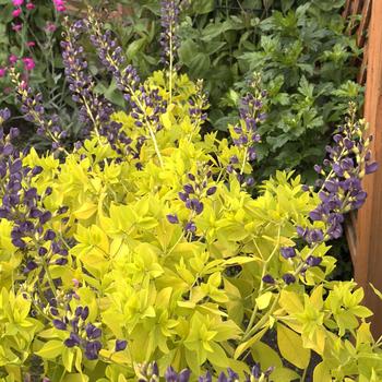 Baptisia 'Golden Anniversary' (302768)