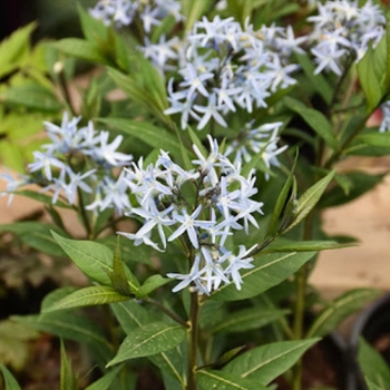 Amsonia 'Starstruck' PP32246
