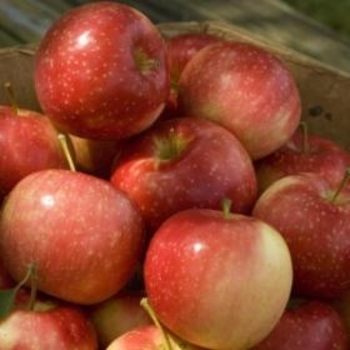 Malus domestica 'KinderKrisp' PP25453