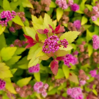 Spiraea japonica 'Pineapple Poprocks®' USPP30701P3