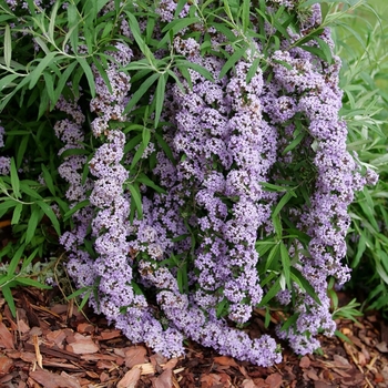 Buddleia alternifolia 'SMNBAB' PPAF