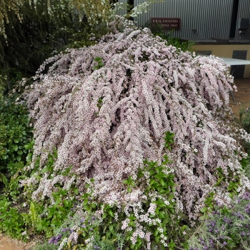 Leptospermum 'Pink Cascade' 
