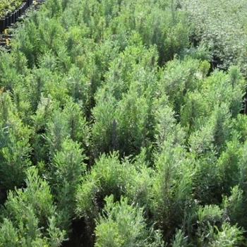 Artemisia tridentata ssp. wyomingensis