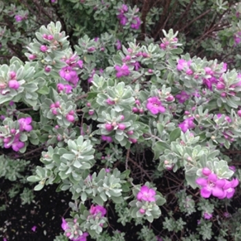 Leucophyllum frutescens 'Silver Star' 