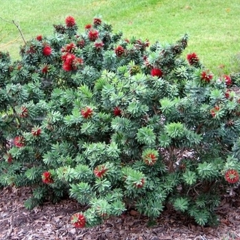 Callistemon 'Little John' 