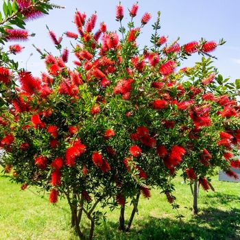 Callistemon rigidus 'Red Cluster' 