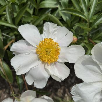 Paeonia lactiflora 'Rosy Dawn' 