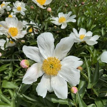 Paeonia lactiflora 'Rosy Dawn' (302818)