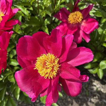 Paeonia lactiflora 'Minnehaha' 